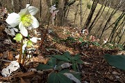 25 Estese fioriture di Rose di Natale -Ellebori (Helleborus niger)